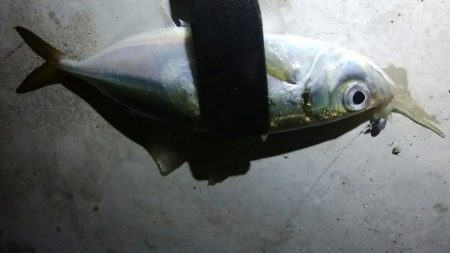 足で稼ぐ遠投アジング